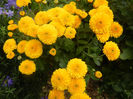 Yellow Chrysanthemum (2013, Oct.04)
