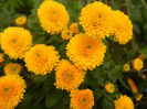 Yellow Chrysanthemum (2013, Oct.04)