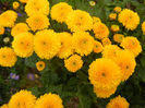 Yellow Chrysanthemum (2013, Oct.04)