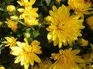 Yellow Chrysanthemum (2013, Oct.09)