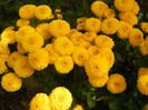 Yellow Chrysanthemum (2013, Oct.09)