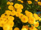 Yellow Chrysanthemum (2013, Oct.09)