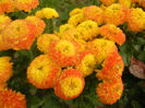Yellow Chrysanthemum (2013, Oct.28)