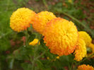 Yellow Chrysanthemum (2013, Oct.28)