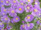 Blue Aster (2013, October 04)