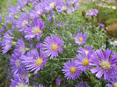 Blue Aster (2013, October 04)