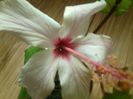 white wings-65