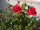 Picture 013