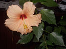DSCN0316