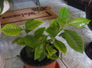 sunt un pui de gardenie