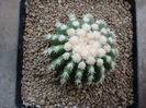 Echinocactus grusonii  ‘brevispinus’