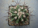 Echinocactus platyacanthus Link & Otto 1827.