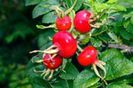 fructe de la rosa rugosa