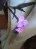 tradescantia