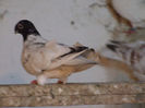 DSCF6659