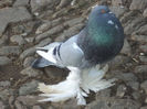 DSC00975 mascul