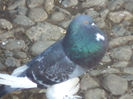 DSC00969