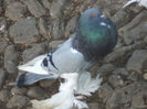 DSC00972   mascul