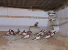 DSCF6752