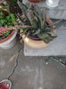 gasteria
