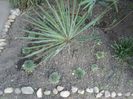 yucca