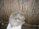 Mascul  English Angora