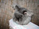 Femela  English Angora