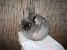 Femela  English Angora