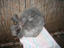 Femela  English Angora