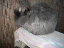 Femela  English Angora