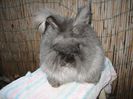 Femela  English Angora