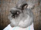 Femela  English Angora