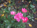 Orleans Rose