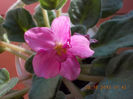 30 octombrie 2013-flori 035