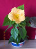 30 octombrie 2013-flori 052