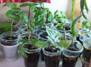 30 octombrie 2013-flori 033