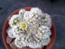 o piticanie de cactus-7cm dar face flori