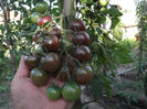 ROSII CHERY NEGRE