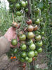 ROSII CHERY NEGRE