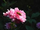 DSCN6289