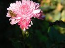 DSCN6294