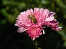 DSCN6295