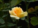 DSCN6516