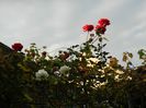 DSCN6533