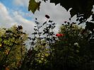 DSCN6547