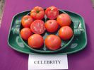 celebrity