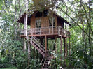 Tree-Houses