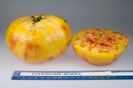 Oaxacan_Jewel