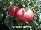 Oregon-Spring