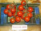 peacevine-cherry
